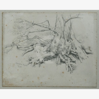 Drei Zeichnungen, davon 1. Baumstudien, 2. Baum im Plaunschen Grund